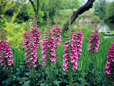 毛地黃種子當(dāng)年種植當(dāng)年能開花嗎？