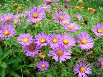 荷蘭菊種子到什么時(shí)候開(kāi)花？