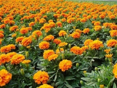 孔雀草種子撒下去多久能開花？