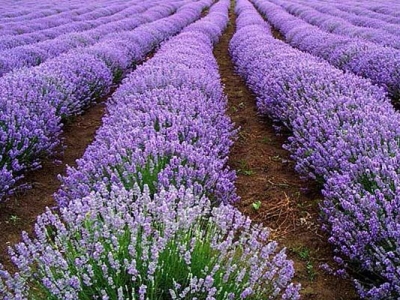 薰衣草種子種下去后幾個(gè)月開(kāi)花？