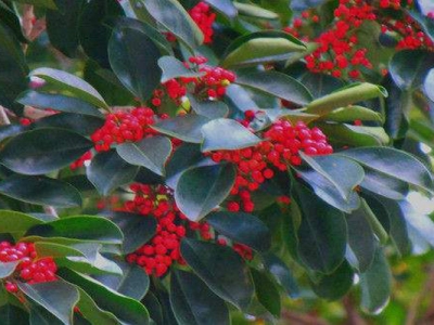 紅果冬青適合什么季節(jié)種？