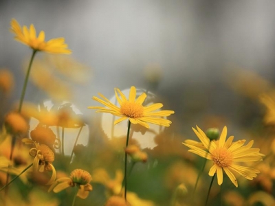 茼蒿菊種子種植時間是幾月？