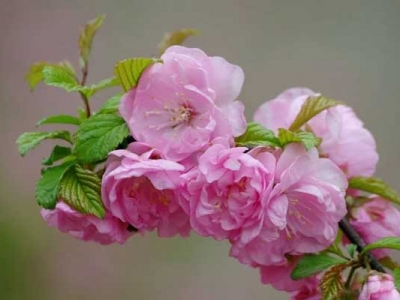 榆葉梅種子能保存多長時間？