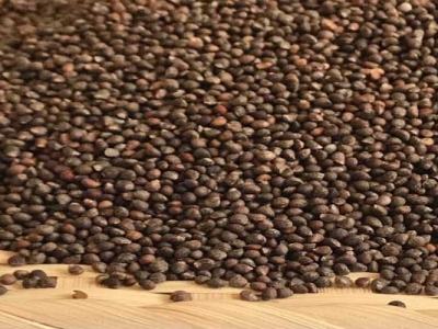 紫蘇種子播種時間是幾月？