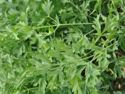 防風(fēng)種子播種前泡多長時間？