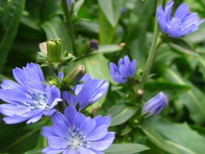 菊苣種子的播種時間是幾月？