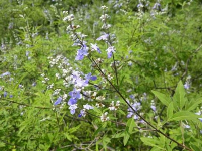 荊條種子播種時(shí)間是幾月？