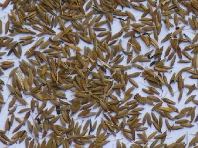 蒲公英種子播種時間在什么時候？