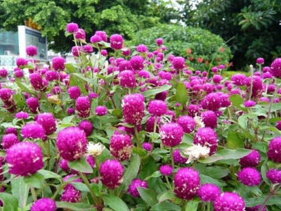 千日紅種子什么時(shí)間種？