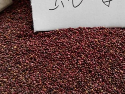 蛇莓種子什么季節(jié)播種