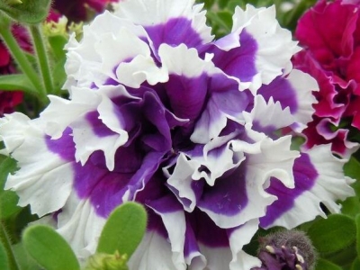 重瓣矮牽?；ǚN子什么季節(jié)種