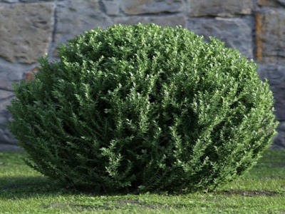 圓柏樹種子什么時(shí)候成熟？