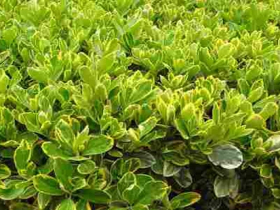 金邊黃楊種子什么時候成熟？