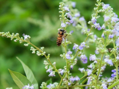 荊條種子什么時(shí)候成熟？
