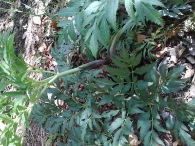 防風(fēng)種子什么時候成熟采收？