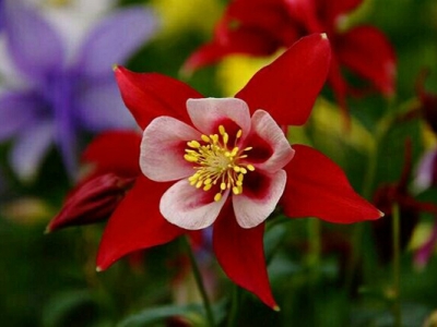 耬斗菜種子什么時候成熟？