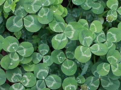 白三葉和紅三葉的區(qū)別是什么？