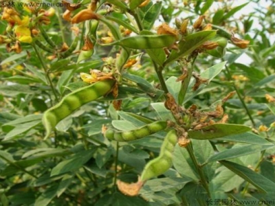 木豆是否耐寒？