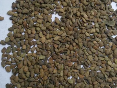 黃櫨種子幾月成熟