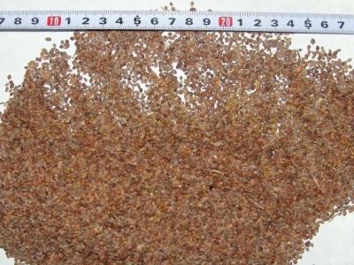 胡枝子種子千粒重