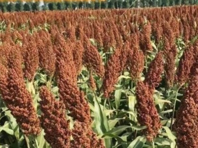 雅津甜高粱種子哪里買(mǎi)