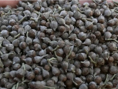 黃荊種子如何發(fā)芽