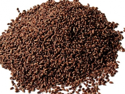 求購黑小麥種子哪個好