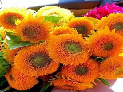 玩具向日葵種子每畝地用多少斤？