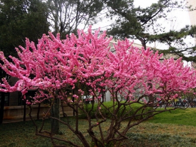 榆葉梅種子什么時候采？