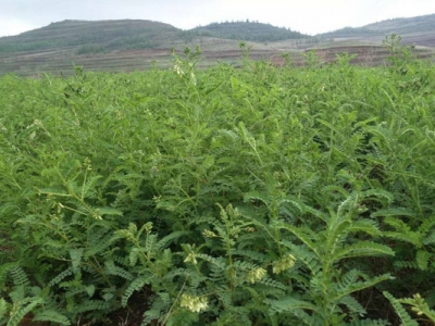 黃芪種子什么時候采收？