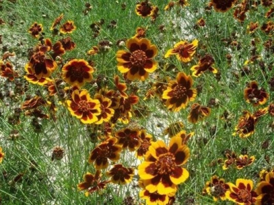 金雞菊種子什么時(shí)候采摘？