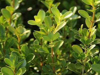 瓜子黃楊種子什么時候采收？