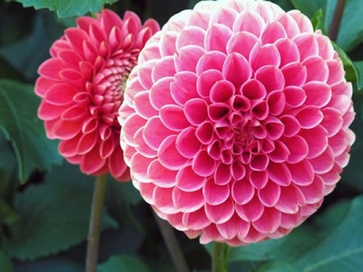 大麗花種子什么時(shí)候種植最好？