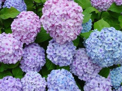 繡球花種子什么時候種植最好？