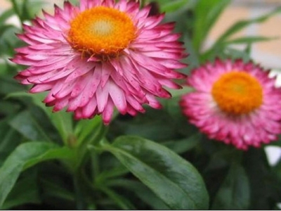 永生菊在播種前需要浸種處理嗎？