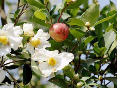 油茶花期在農(nóng)歷幾月？