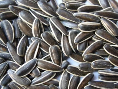 向日葵種子一般幾天發(fā)芽？