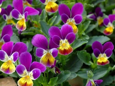 三色堇種子幾天發(fā)芽？