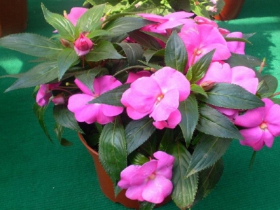 鳳仙花種子幾天才能發(fā)芽？