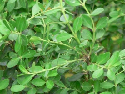 小葉黃楊種子幾天能發(fā)芽？