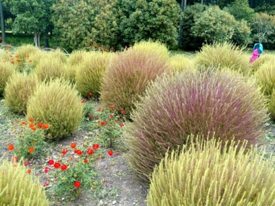 地膚種子幾天發(fā)芽？