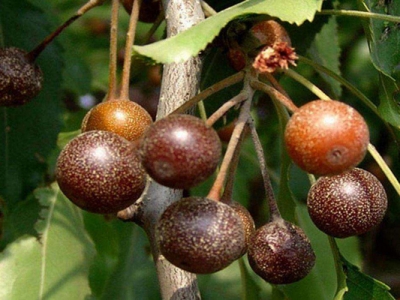 杜梨種子催芽幾天出芽？