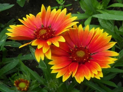 天人菊種子幾天發(fā)芽？