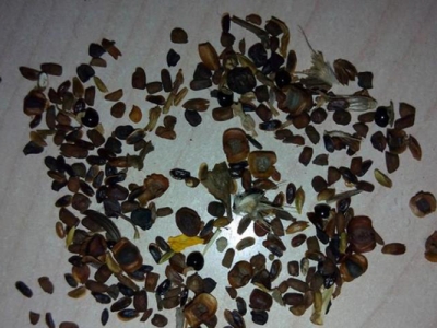 雛菊種子幾天能發(fā)芽？