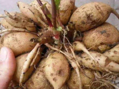 大麗花種子催芽幾天發(fā)芽？