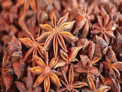 茴香種子幾天發(fā)芽？