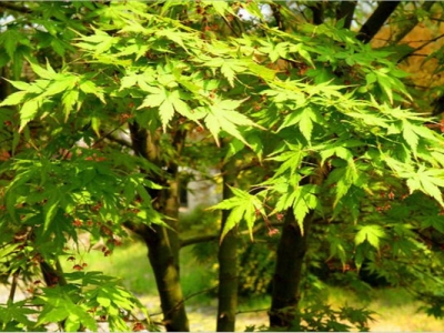 雞爪槭種子幾天發(fā)芽？