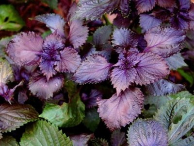 紫蘇種子幾天出苗？