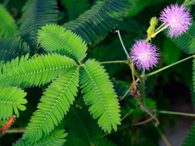 含羞草種子幾天發(fā)芽？