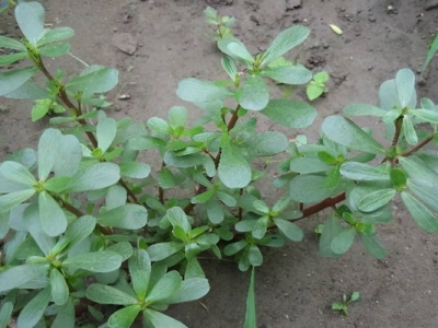 馬齒莧種子幾天能發(fā)芽？